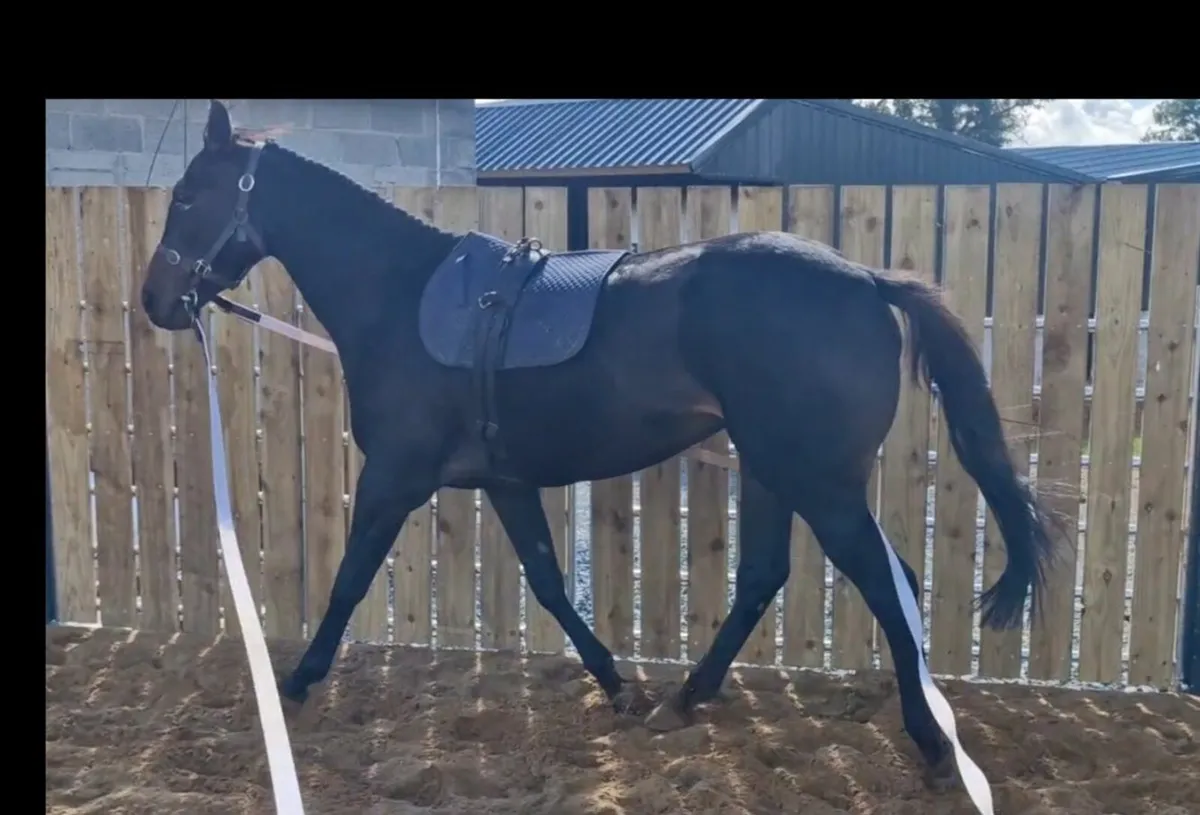 Thoroughbred Filly