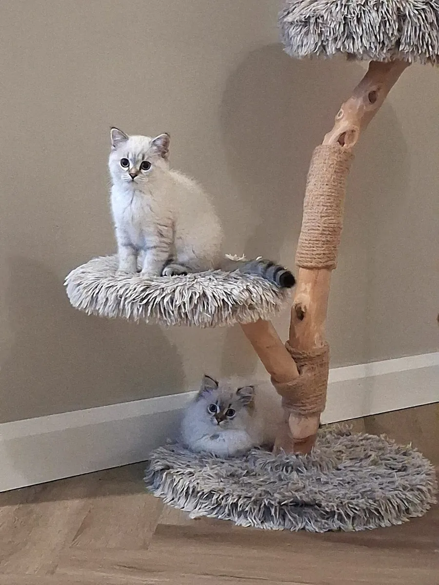 Gorgeous kittens - Image 4