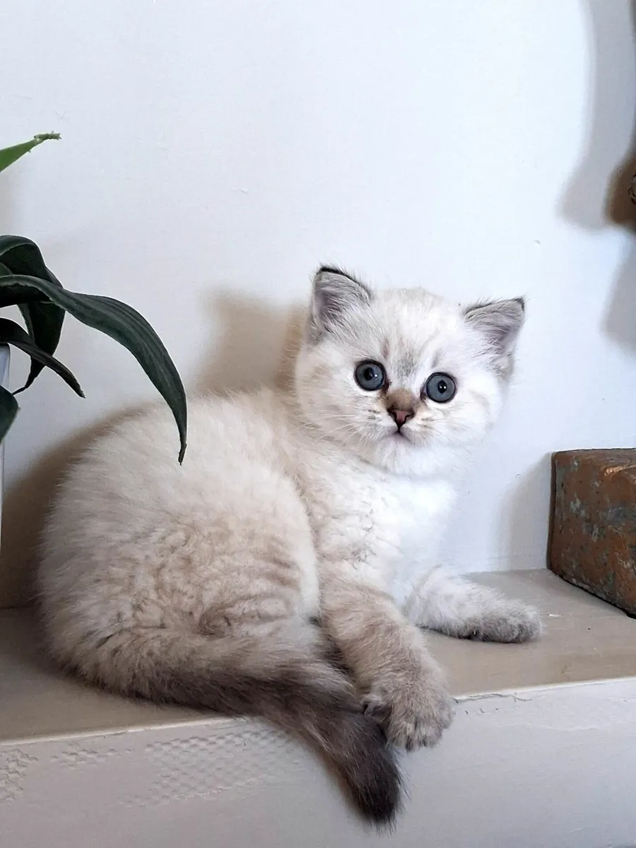 Gorgeous kittens - Image 1