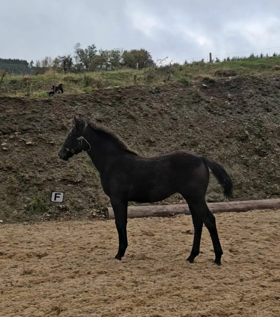 Connemara cross Irish Sport Horse Filly - Image 1