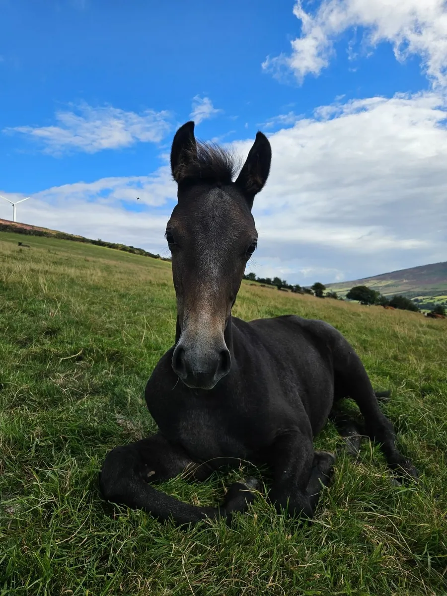 Connemara cross Irish Sport Horse Filly - Image 3