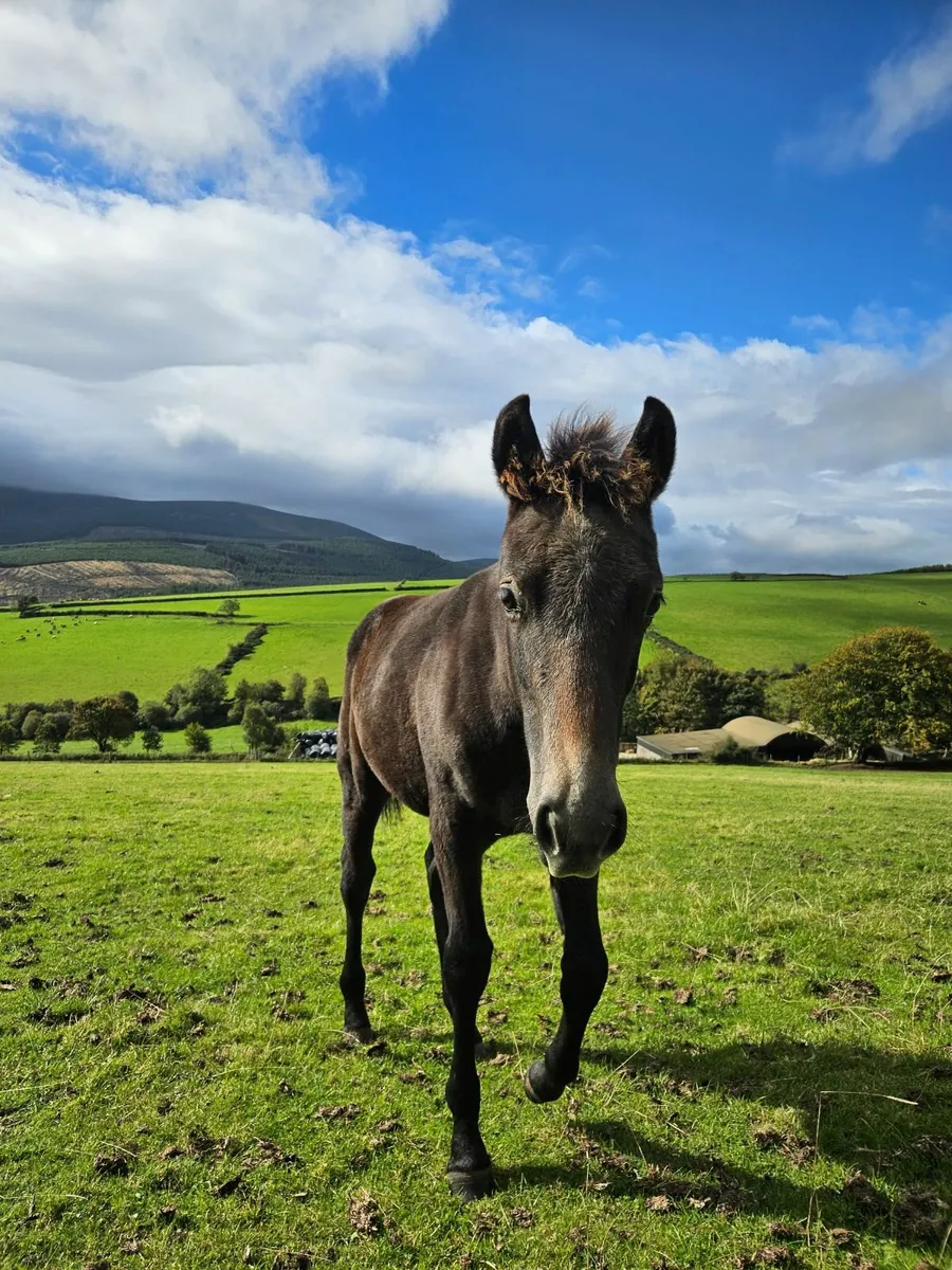 Connemara cross Irish Sport Horse Filly - Image 4
