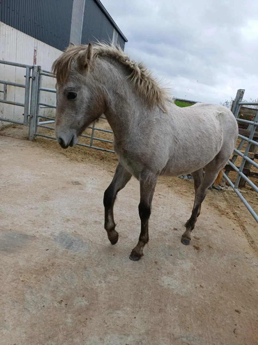 Connemara  filly - Image 1