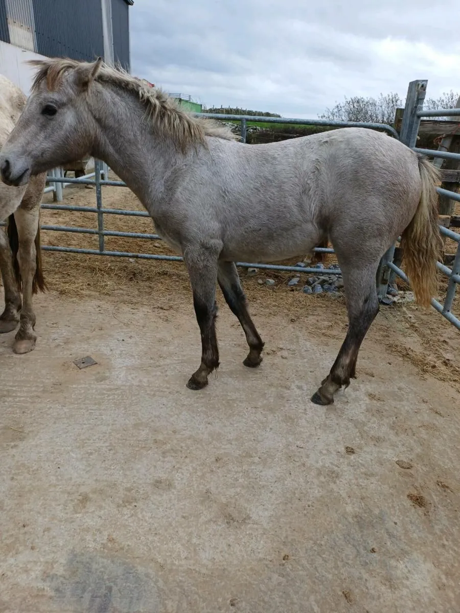 Connemara  filly - Image 2