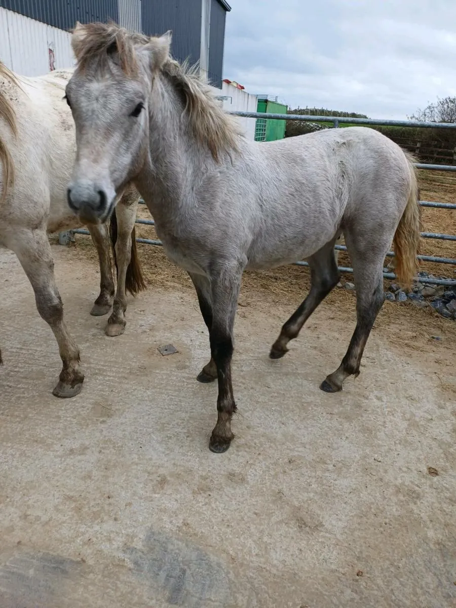 Connemara  filly - Image 3