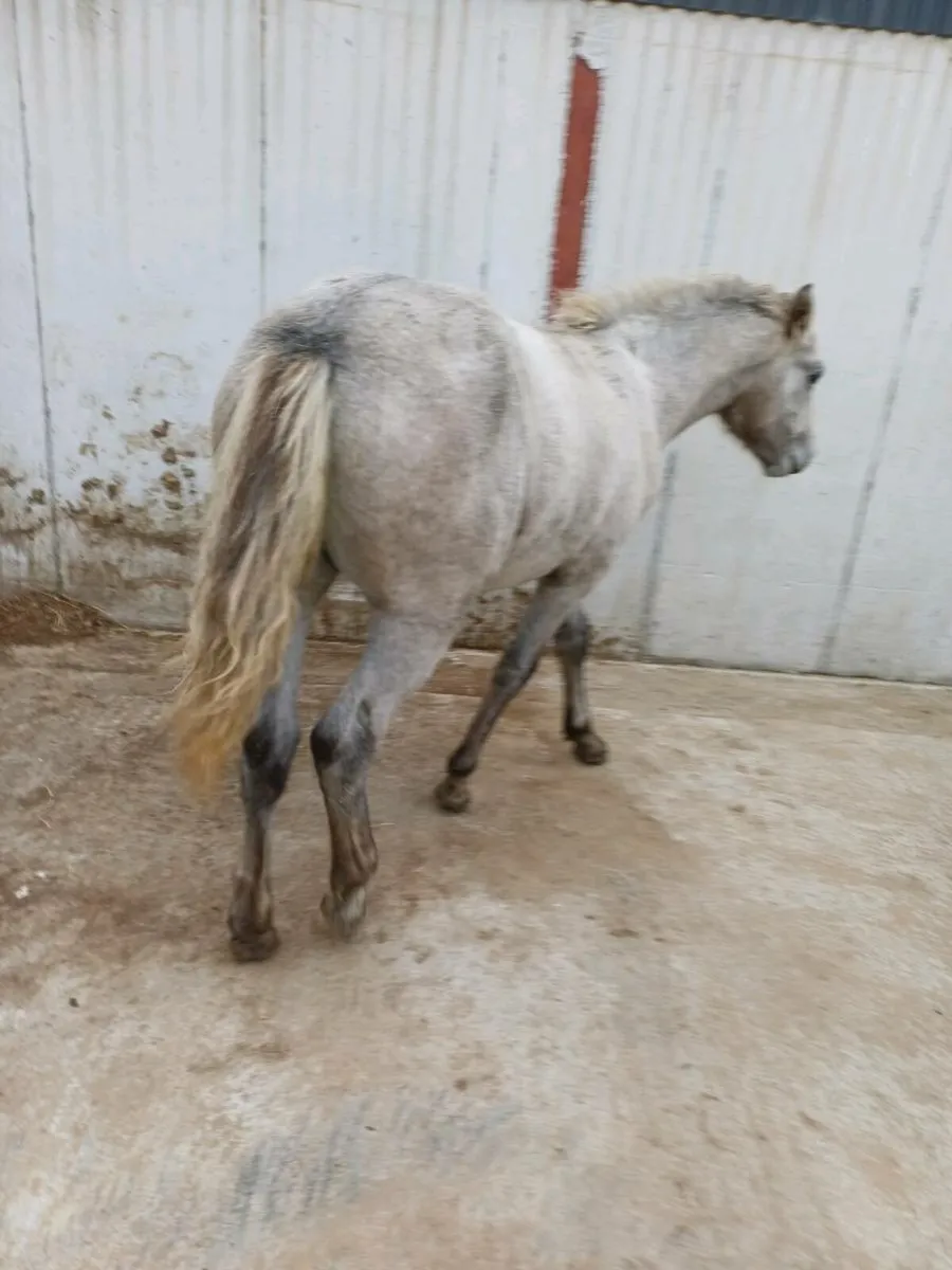 Connemara  filly - Image 4