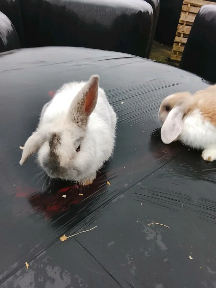 Rabbits - Image 1