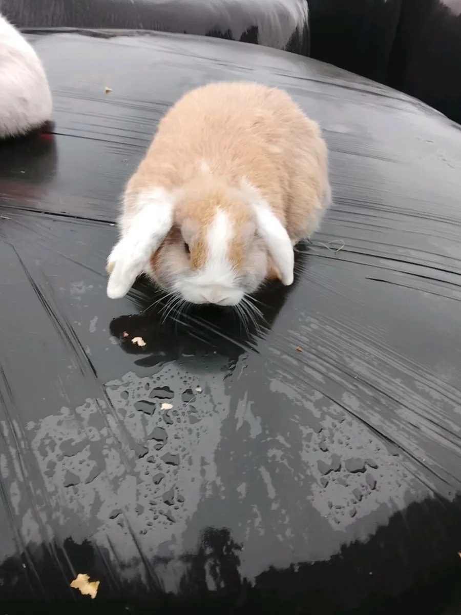 Rabbits - Image 2
