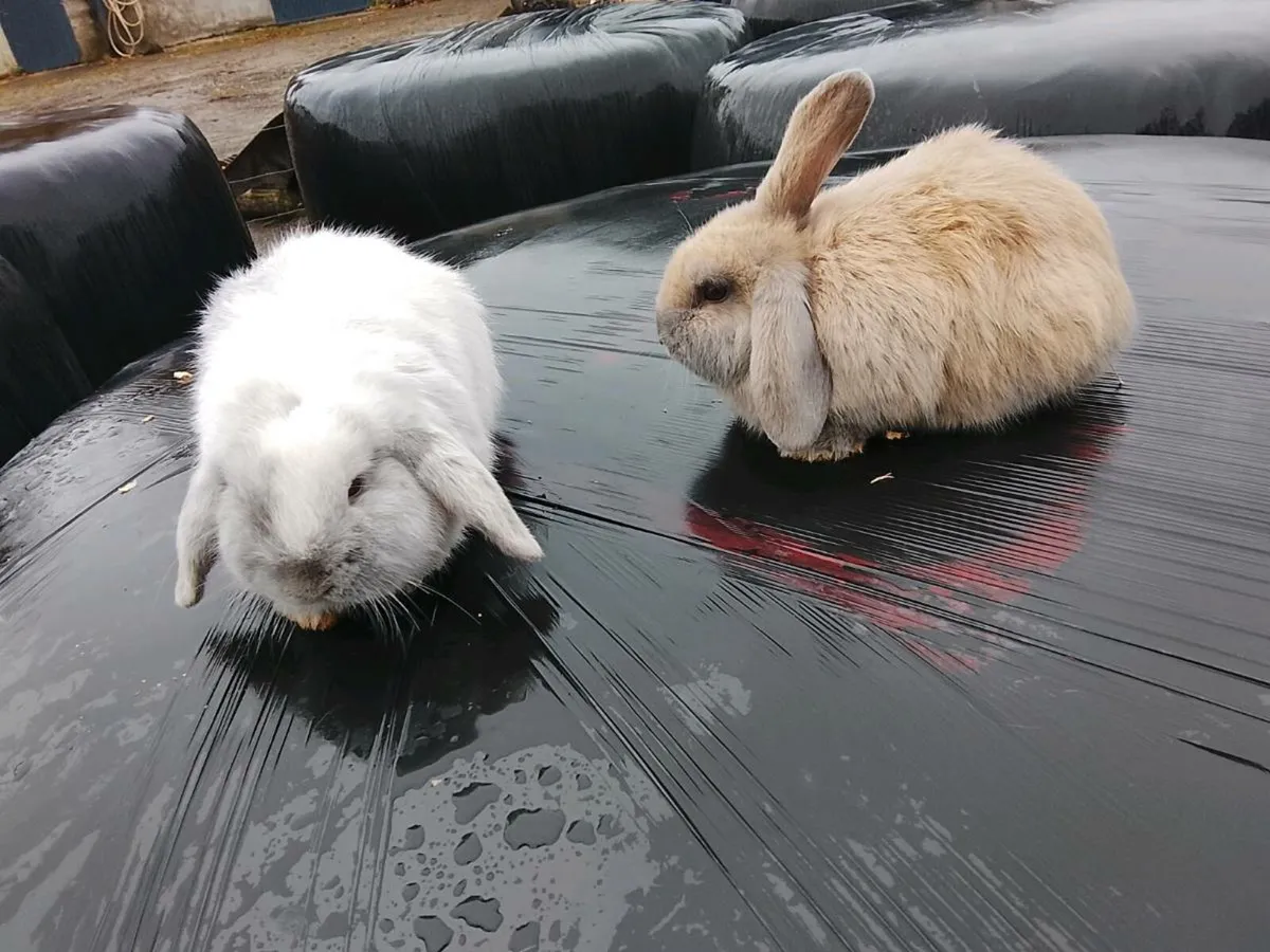 Rabbits - Image 3