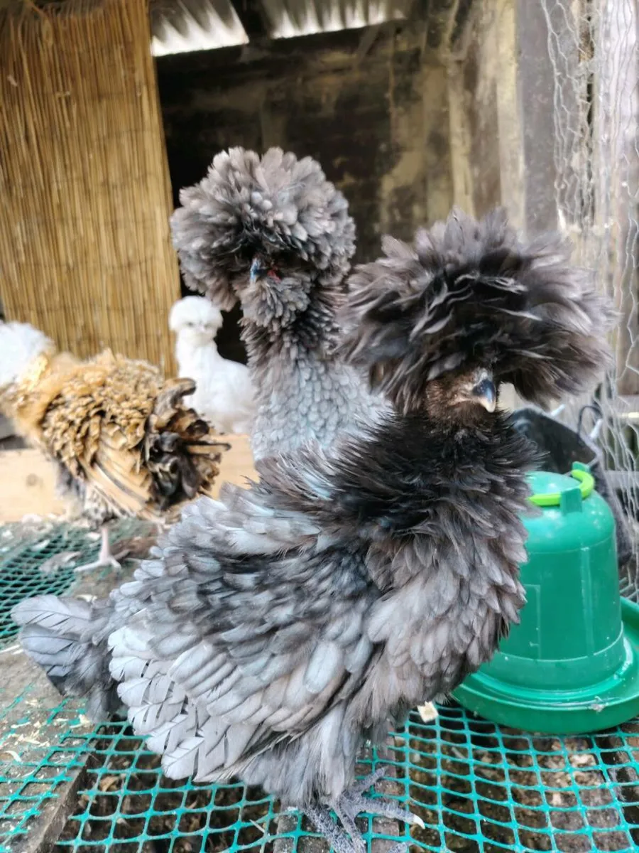 Polish chickens, wyadottes, ducks - Image 1