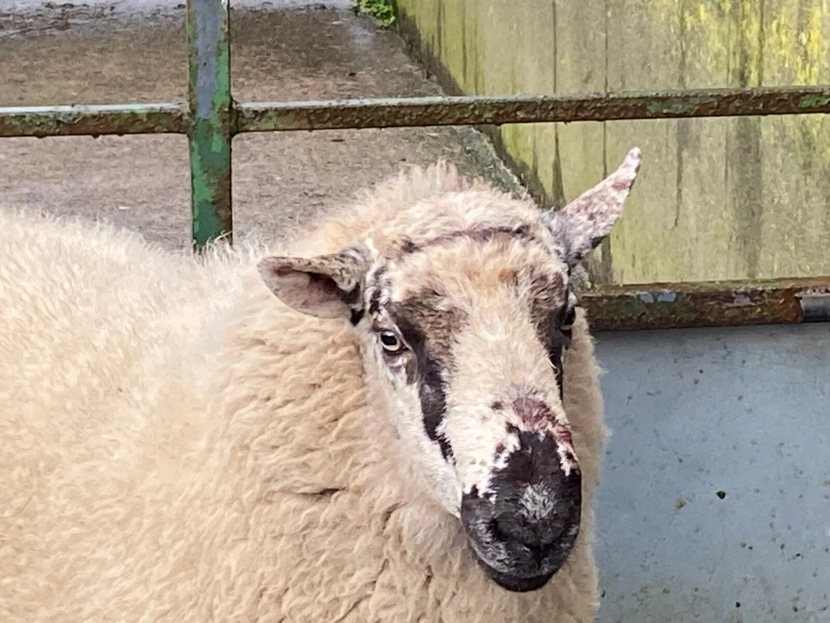 Brockie ram - Image 1
