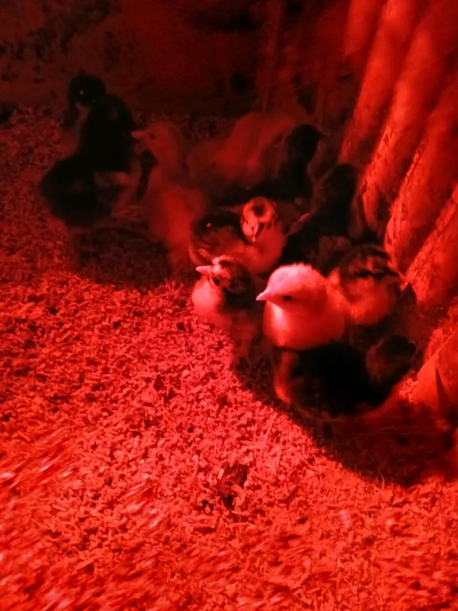 Chicks - Image 3