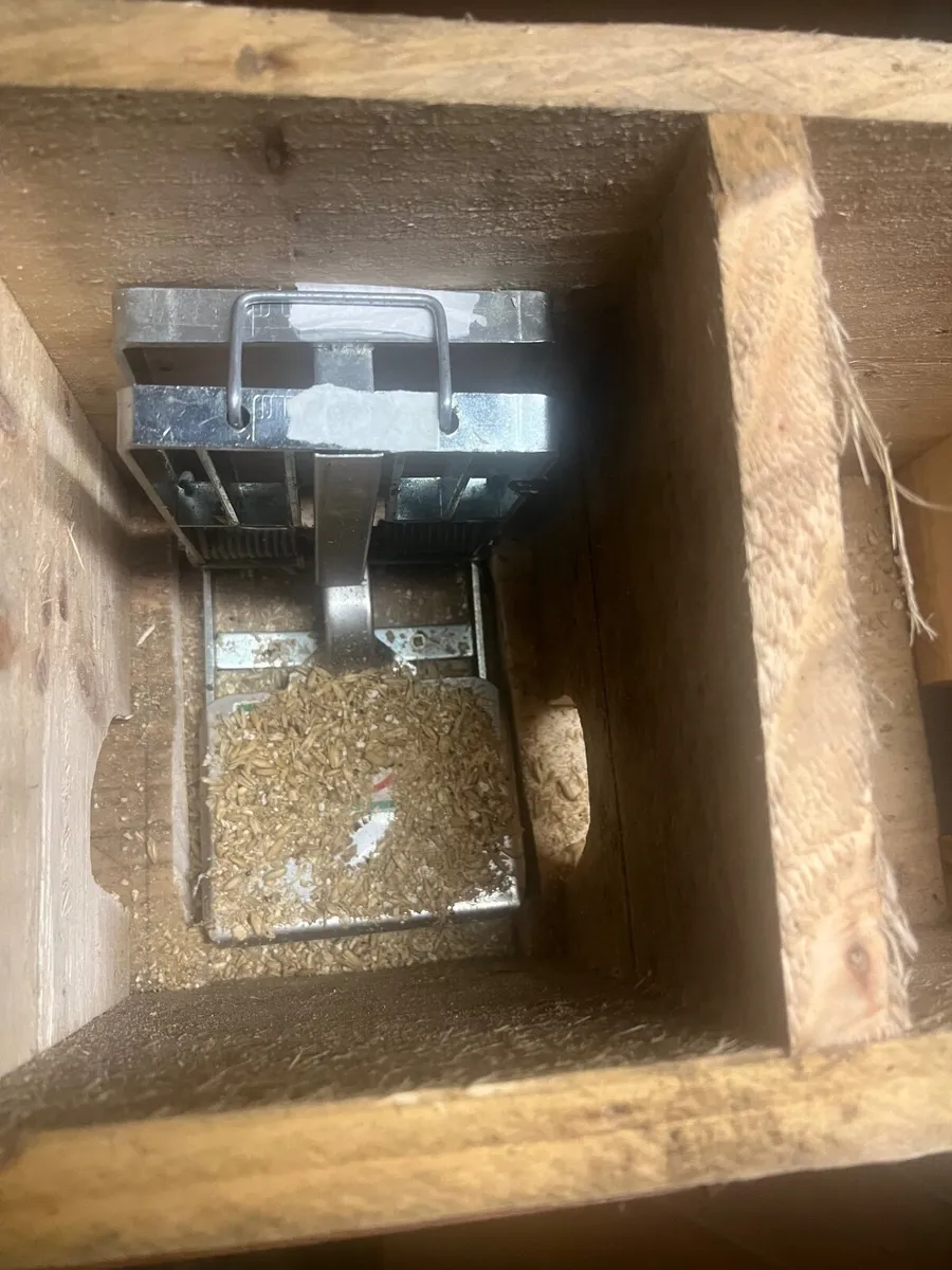 Rat Trap - Image 4
