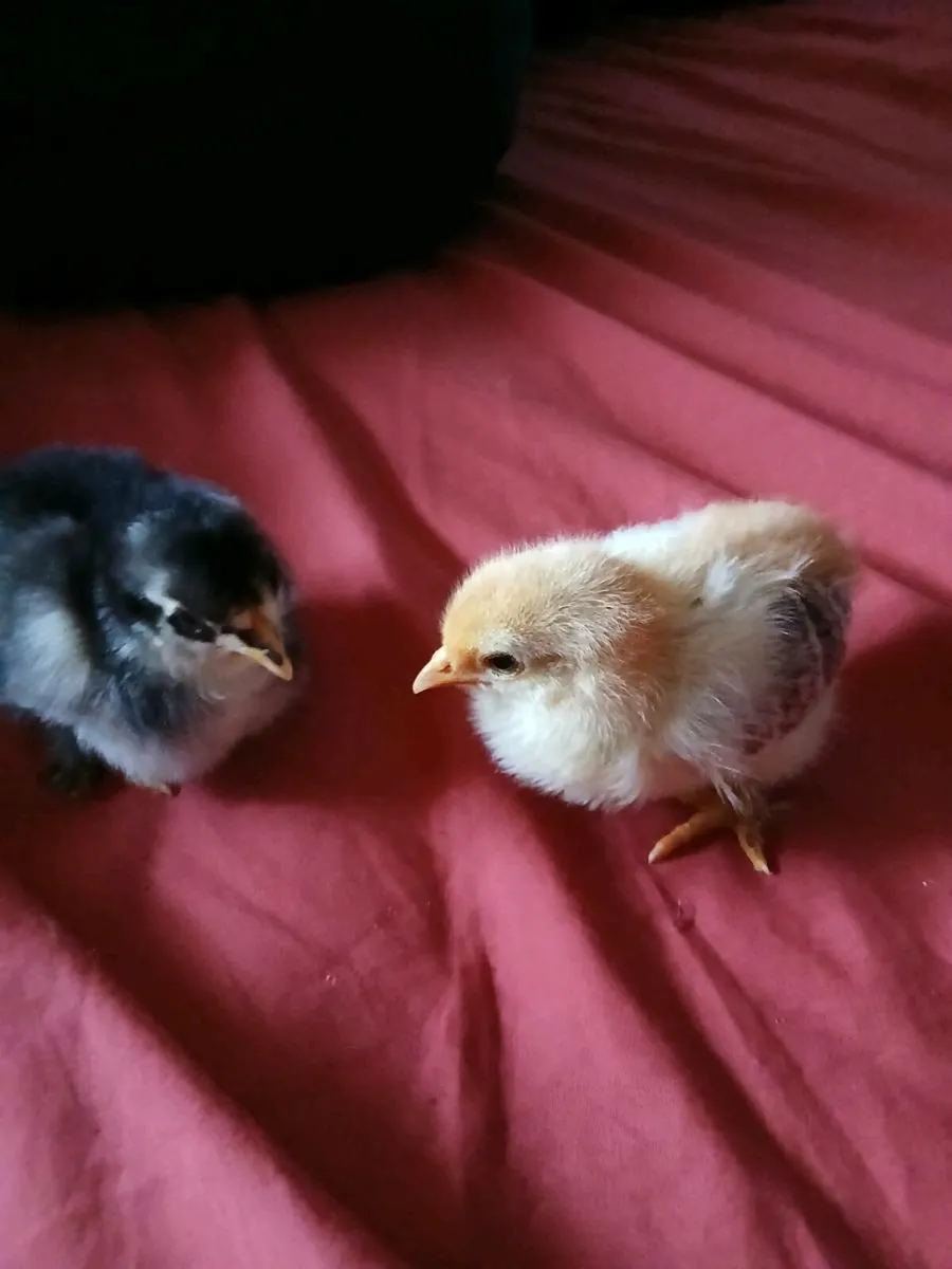 Chicks - Image 4