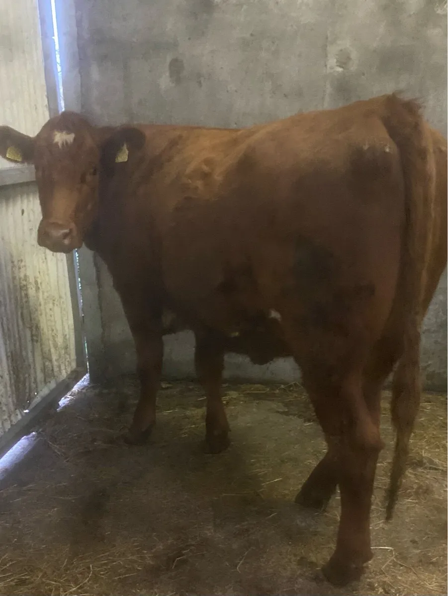 Breeding heifer 4 star - Image 1