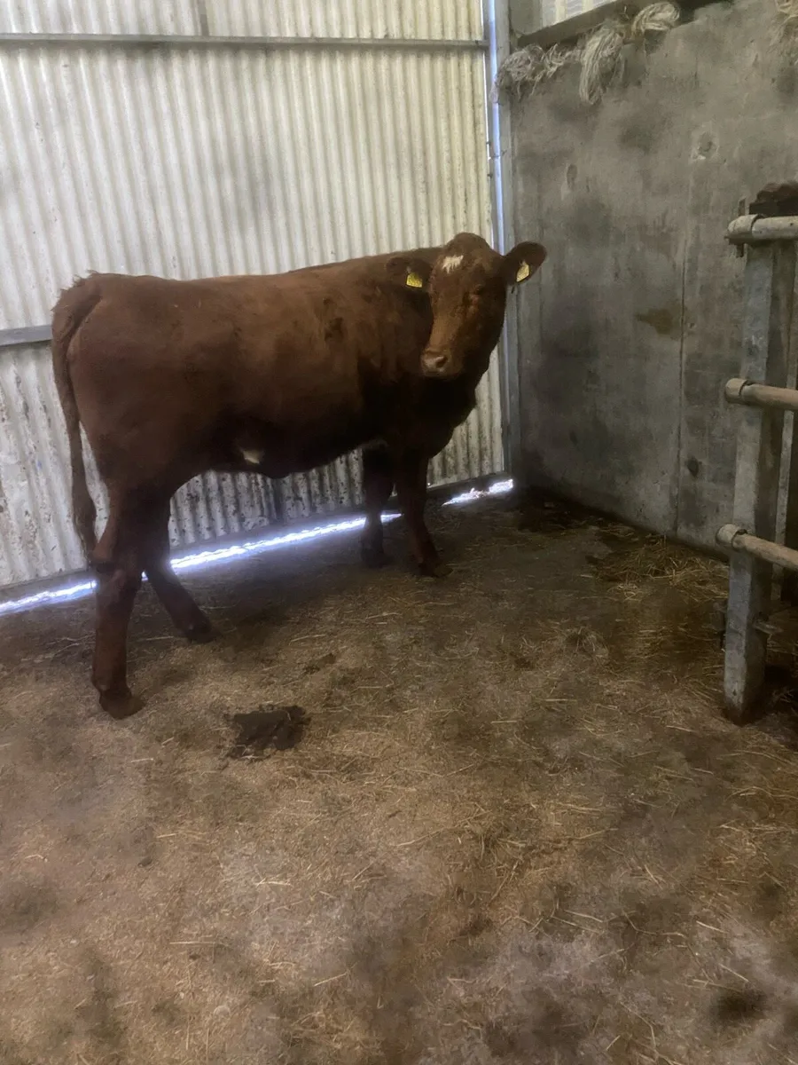 Breeding heifer 4 star - Image 2