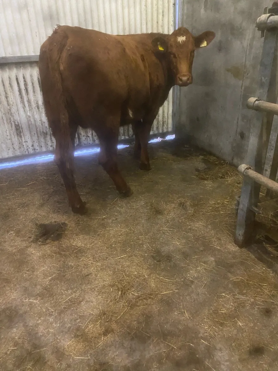 Breeding heifer 4 star - Image 4