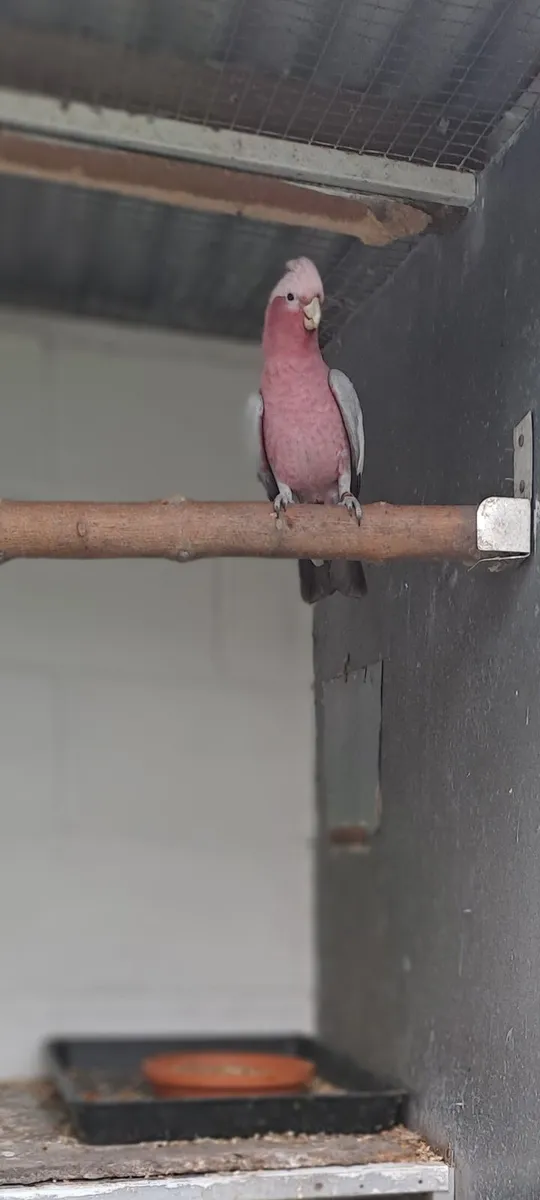 ALEXANDRENE SPLIT LUTINO COCK  AND GALAH COCKATOO - Image 2
