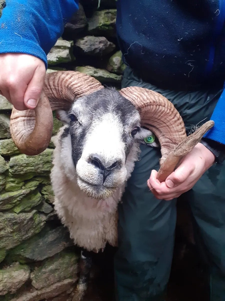 Ram