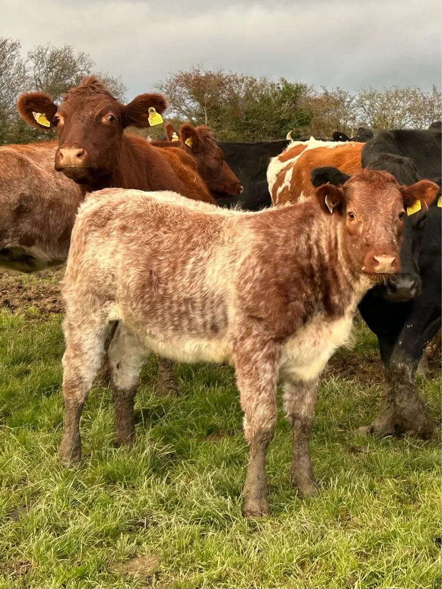 Weanling Heifers for Enniscorthy Mart - Image 1