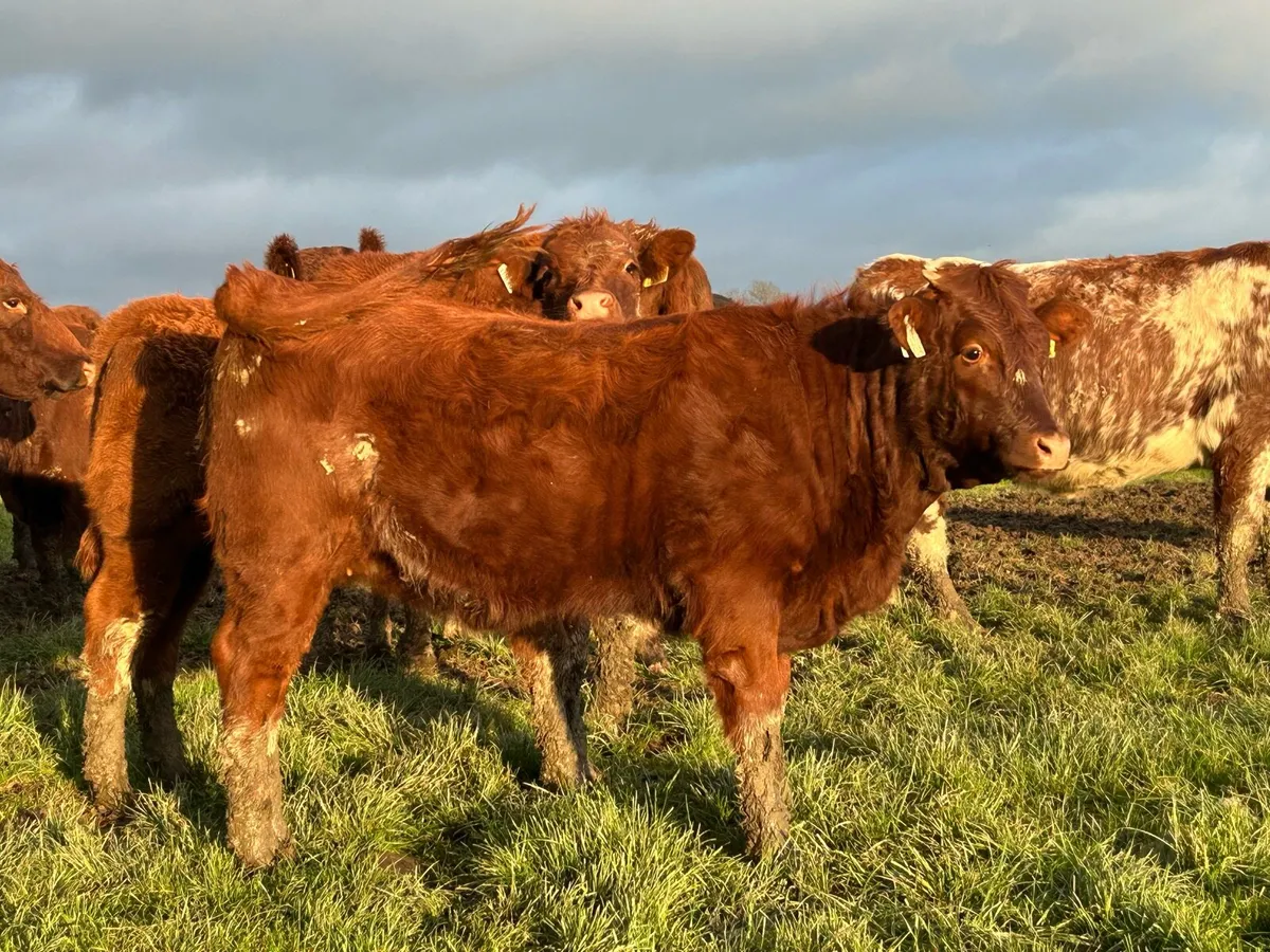 Weanling Heifers for Enniscorthy Mart - Image 2