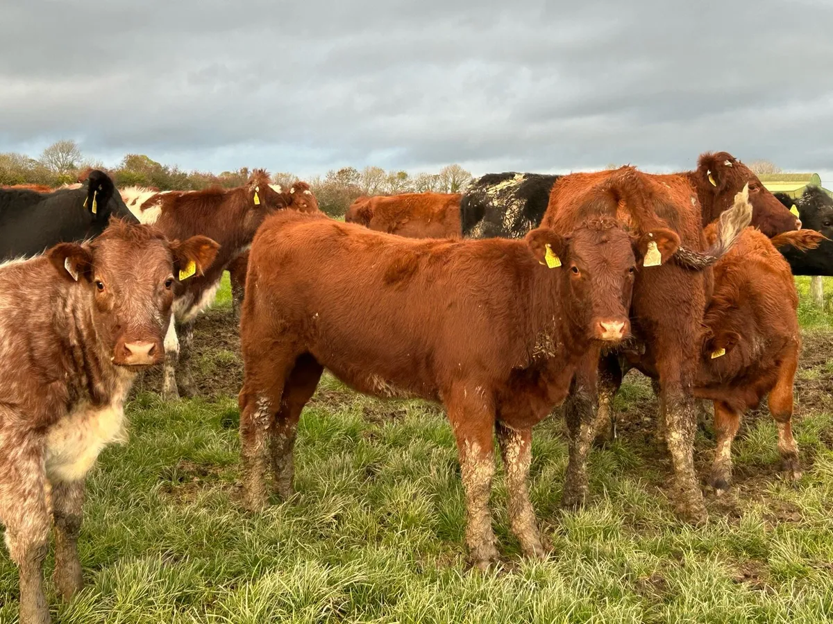 Weanling Heifers for Enniscorthy Mart - Image 3