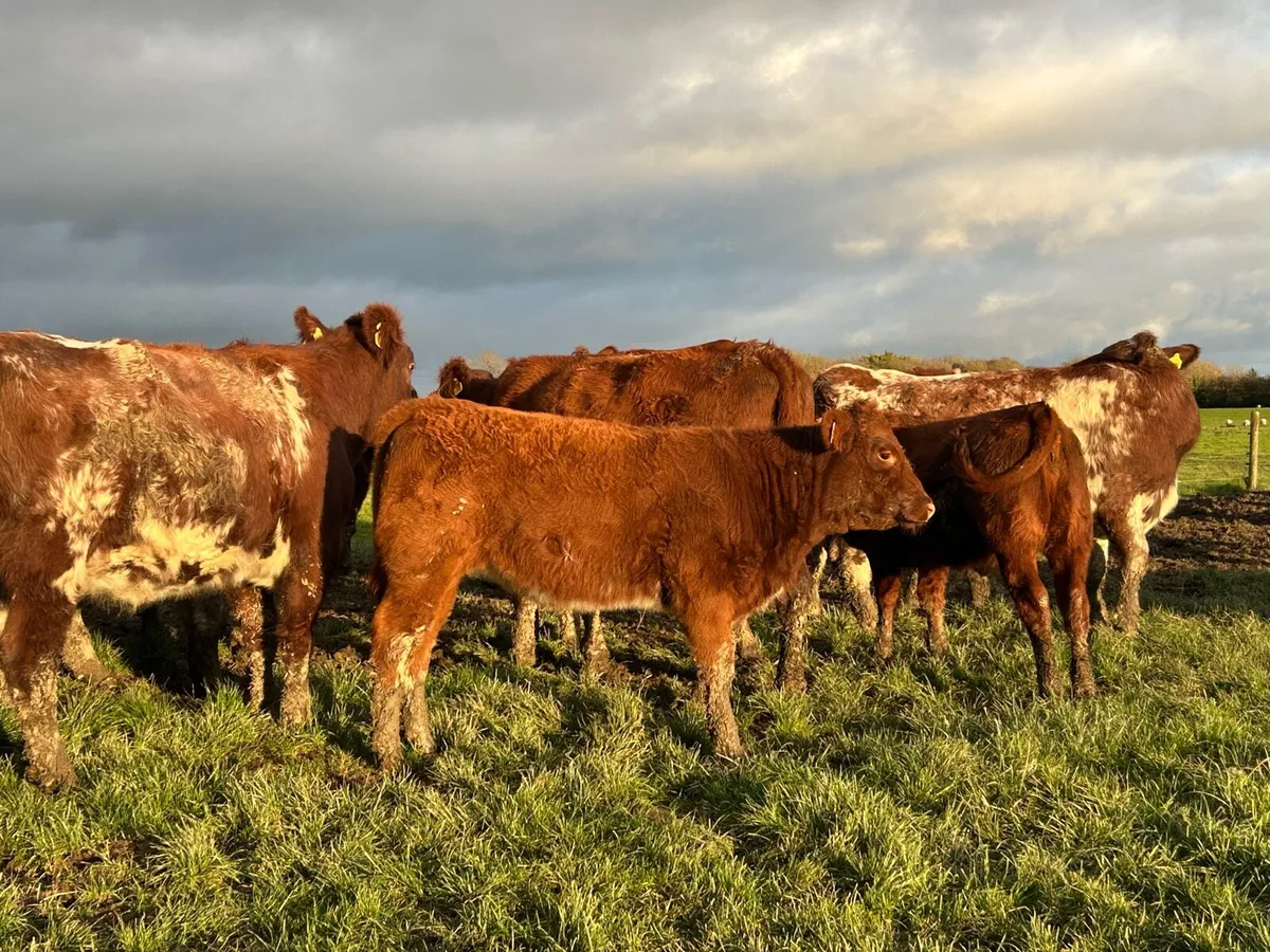Weanling Heifers for Enniscorthy Mart - Image 4