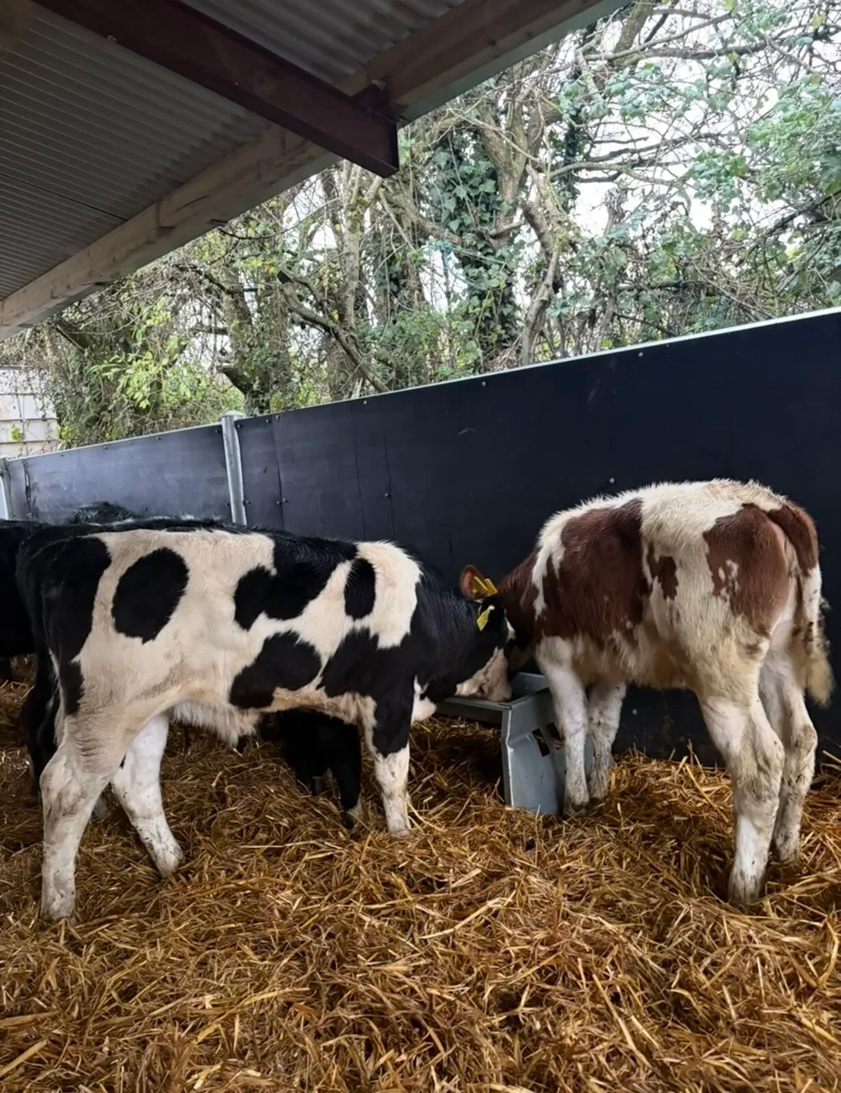 14 super top quality runners - Image 1