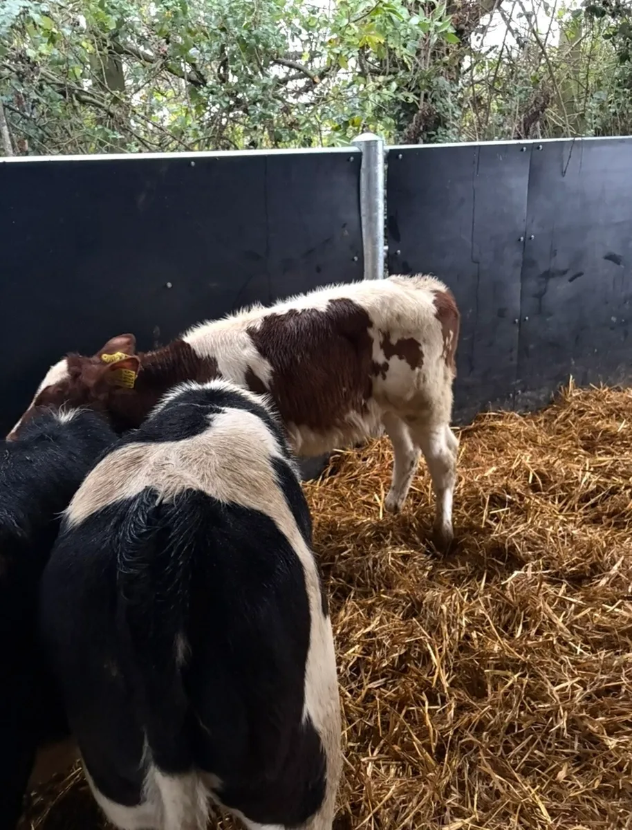 14 super top quality runners - Image 2