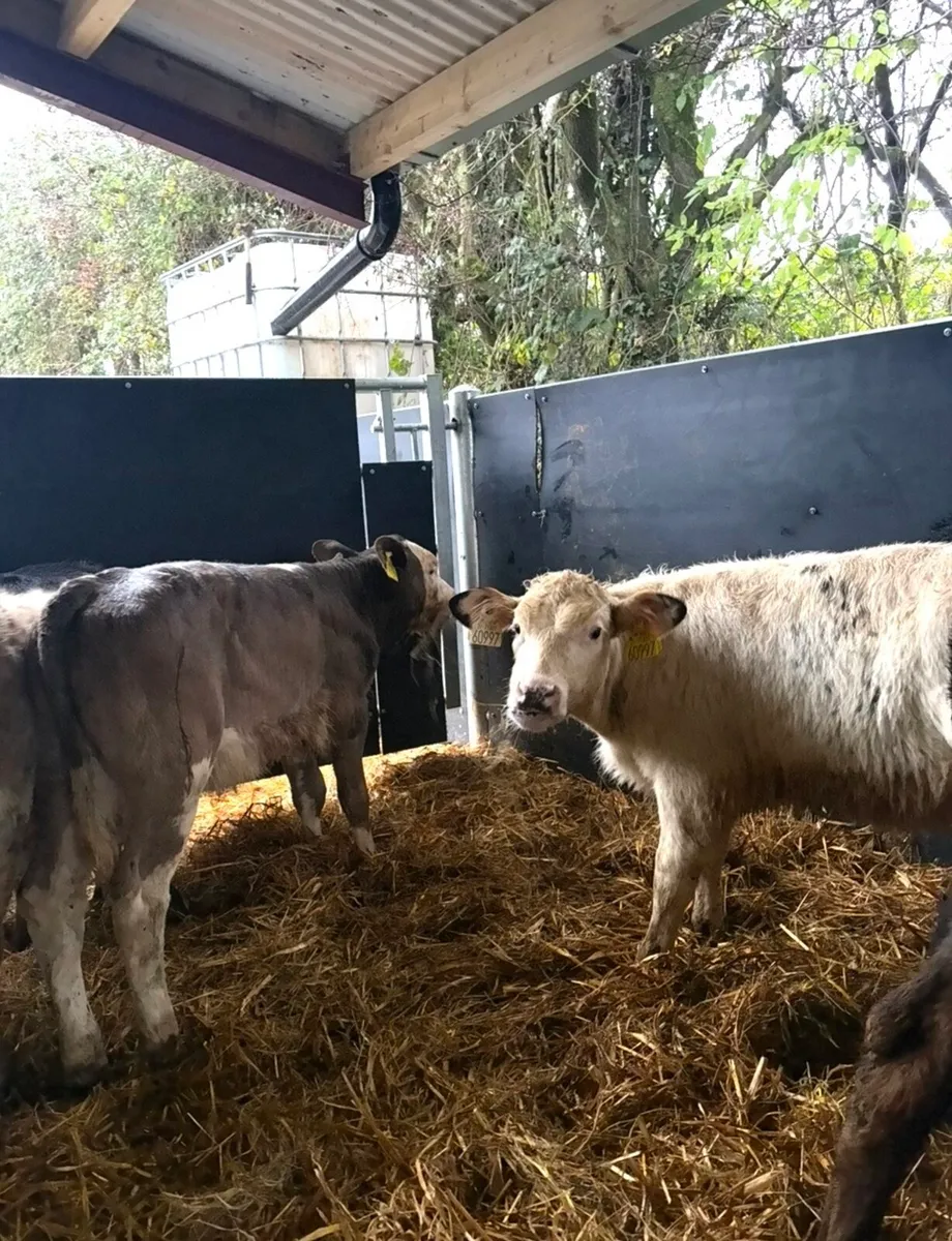 14 super top quality runners - Image 3