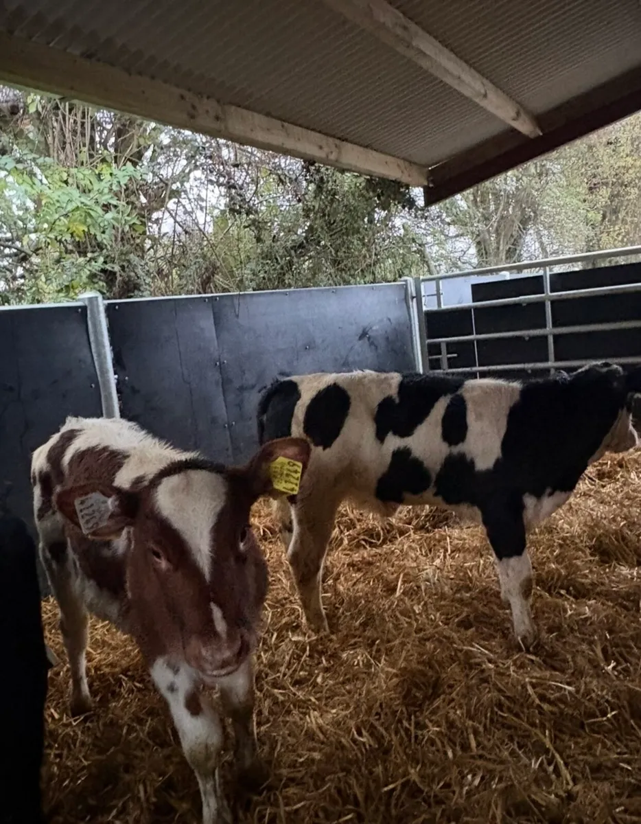 14 super top quality runners - Image 4