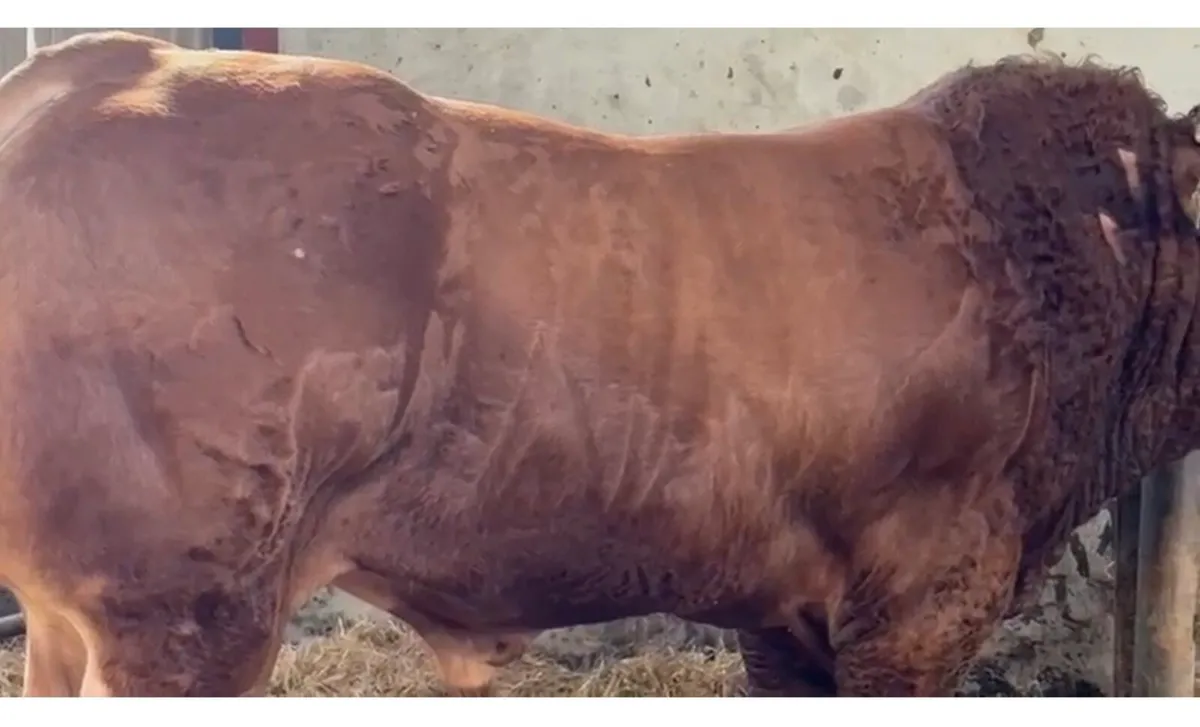 Limousin bull - Image 2