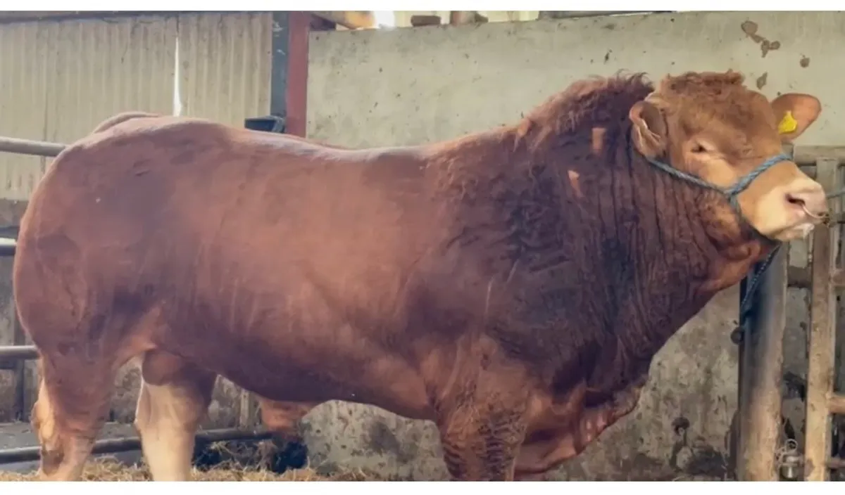 Limousin bull - Image 1