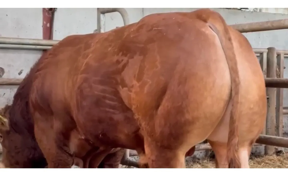 Limousin bull - Image 3