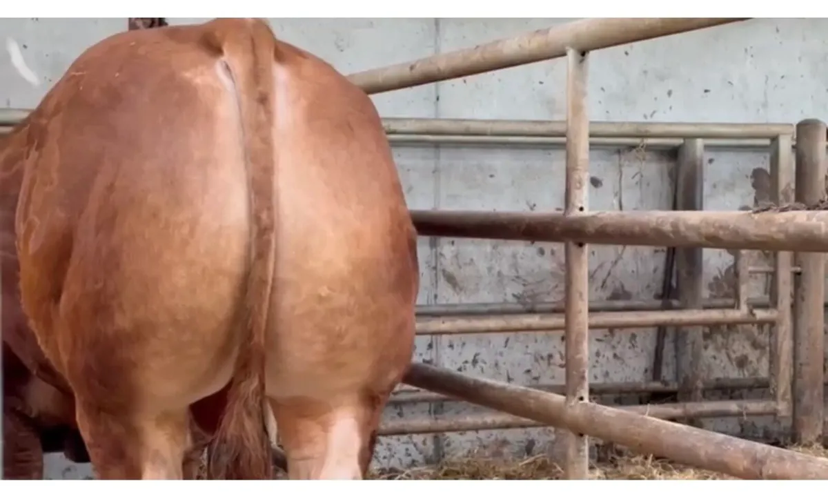 Limousin bull - Image 4