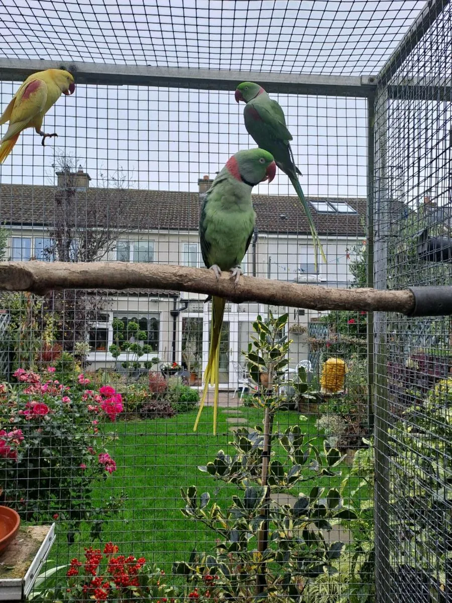 ALEXANDRENE SPLIT LUTINO COCK  AND GALAH COCKATOO - Image 1