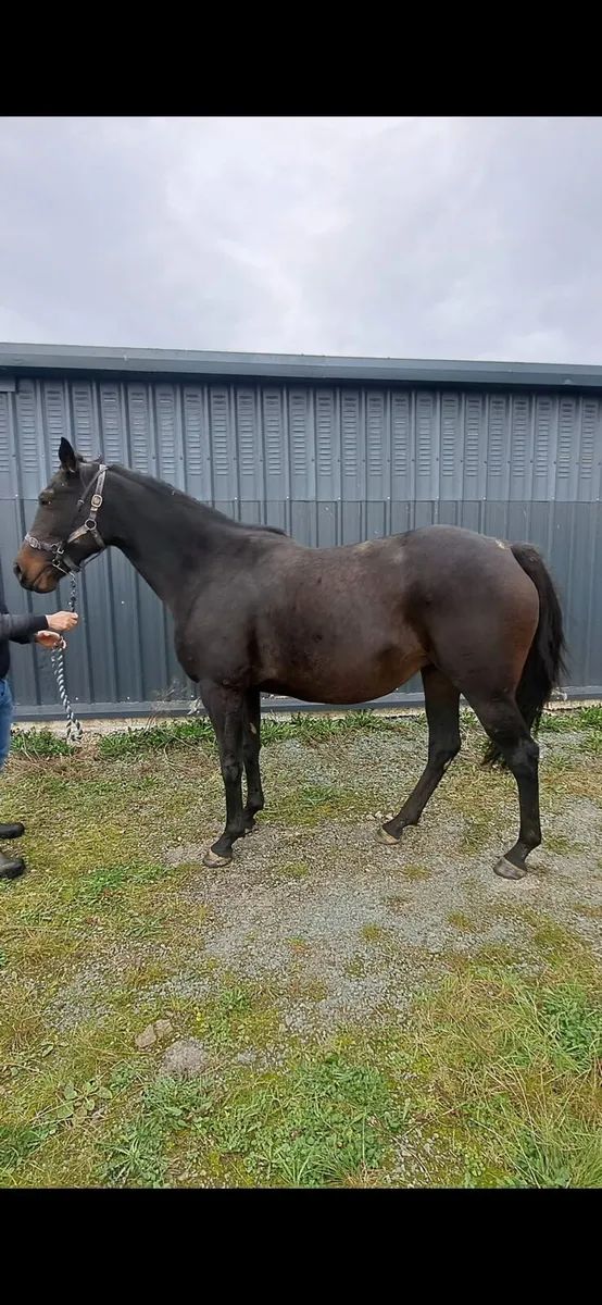 TB Mare in Foal to (King of Change) - Image 1