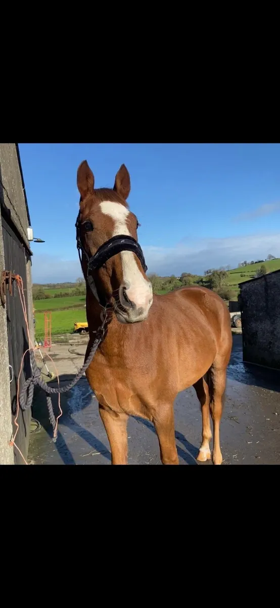 15.1 Irish sport horse - Image 1