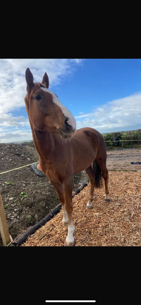 15.1 Irish sport horse - Image 2