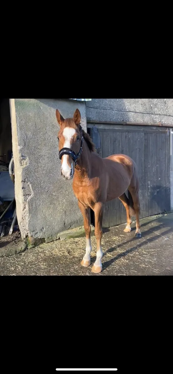 15.1 Irish sport horse - Image 3