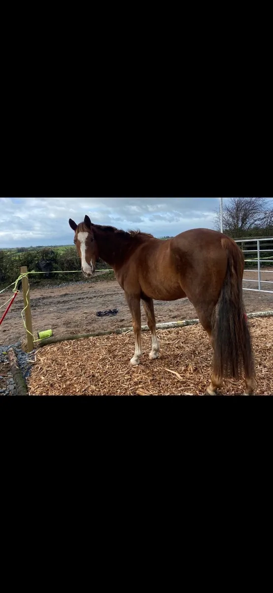 15.1 Irish sport horse - Image 4