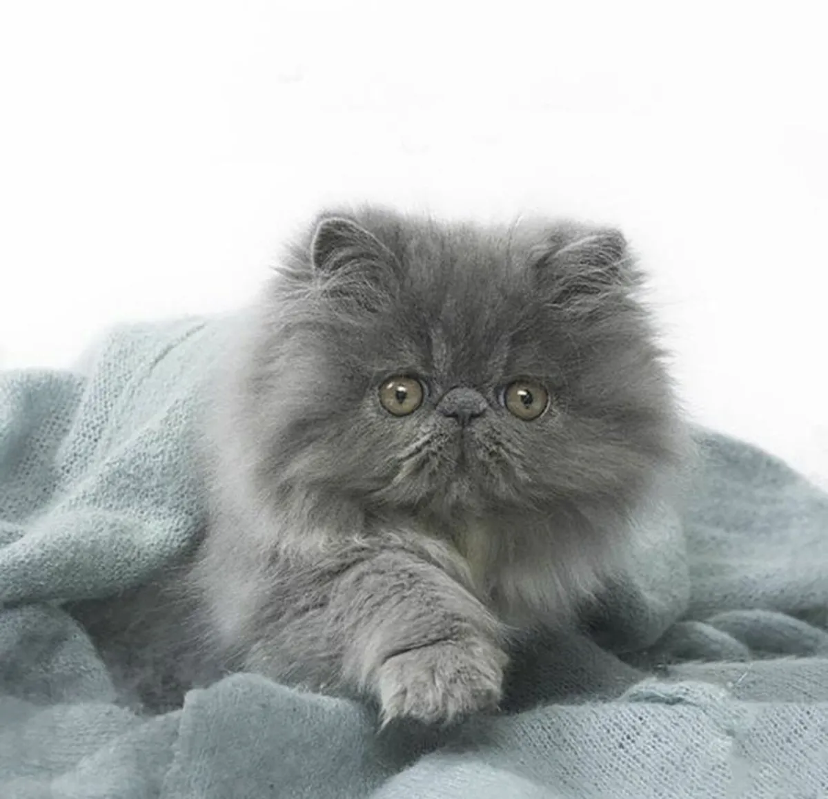 Amazing Purebred Persian kittens - Image 3