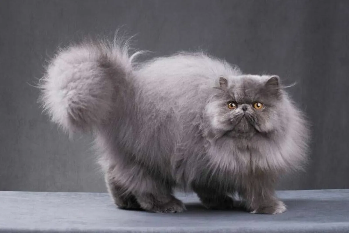 Amazing Purebred Persian kittens - Image 4