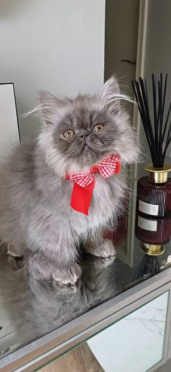 Amazing Purebred Persian kittens - Image 1