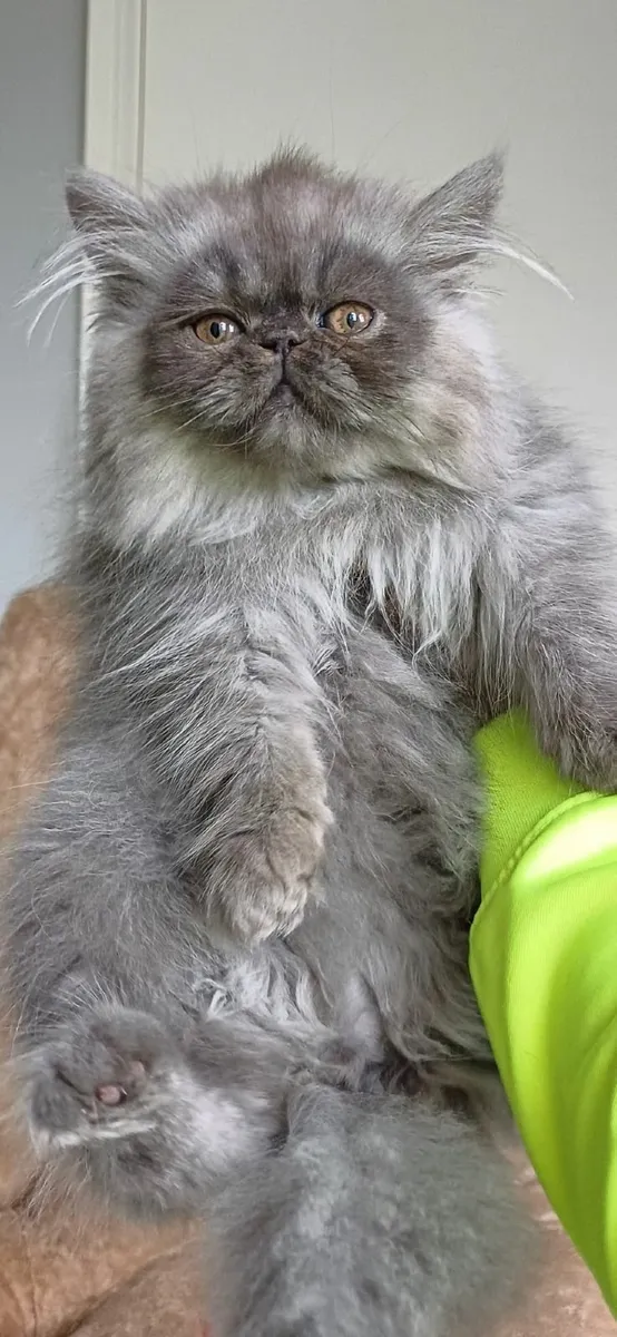 Amazing Purebred Persian kittens - Image 2