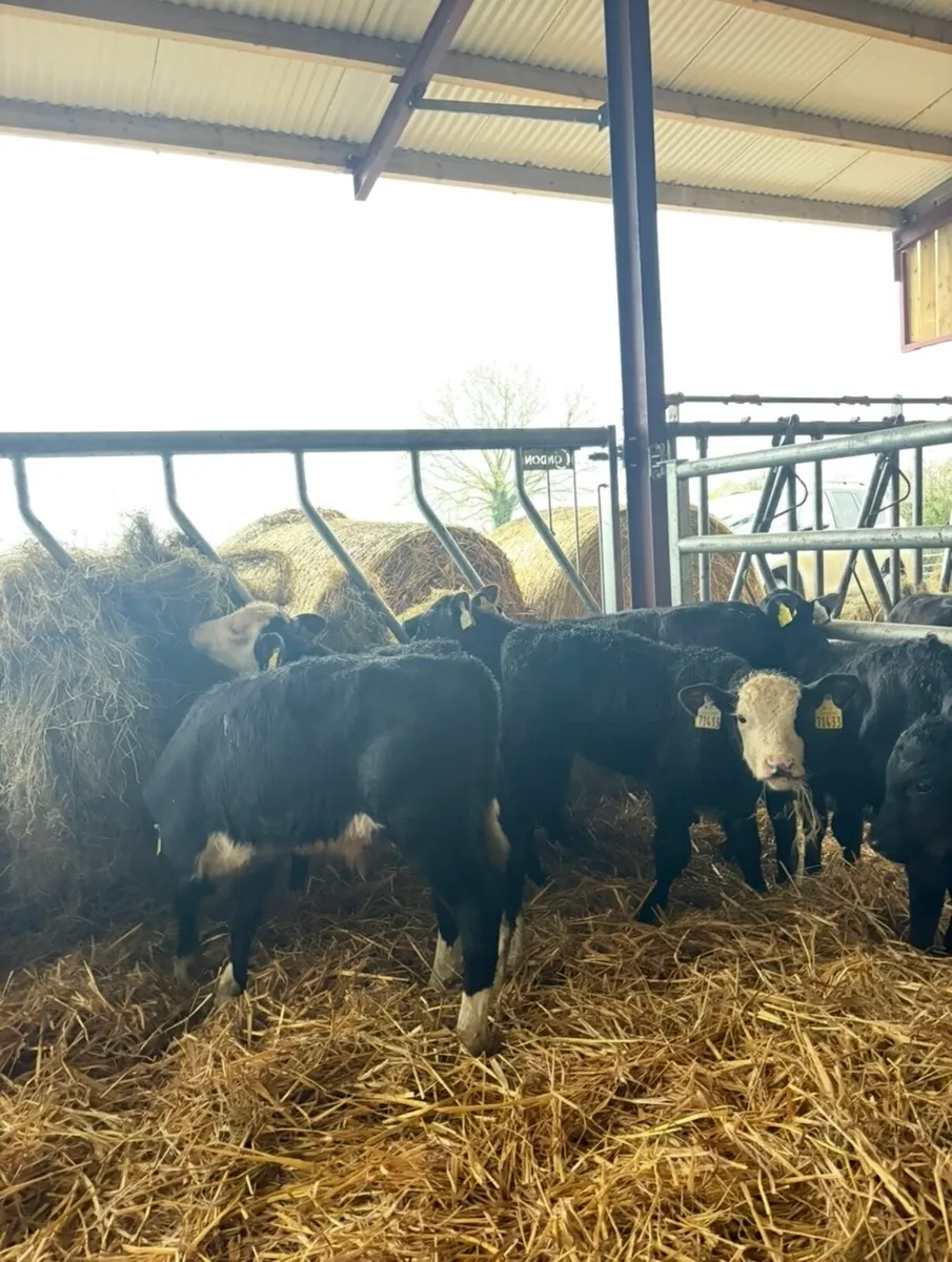 11 bull calves for sale - Image 1