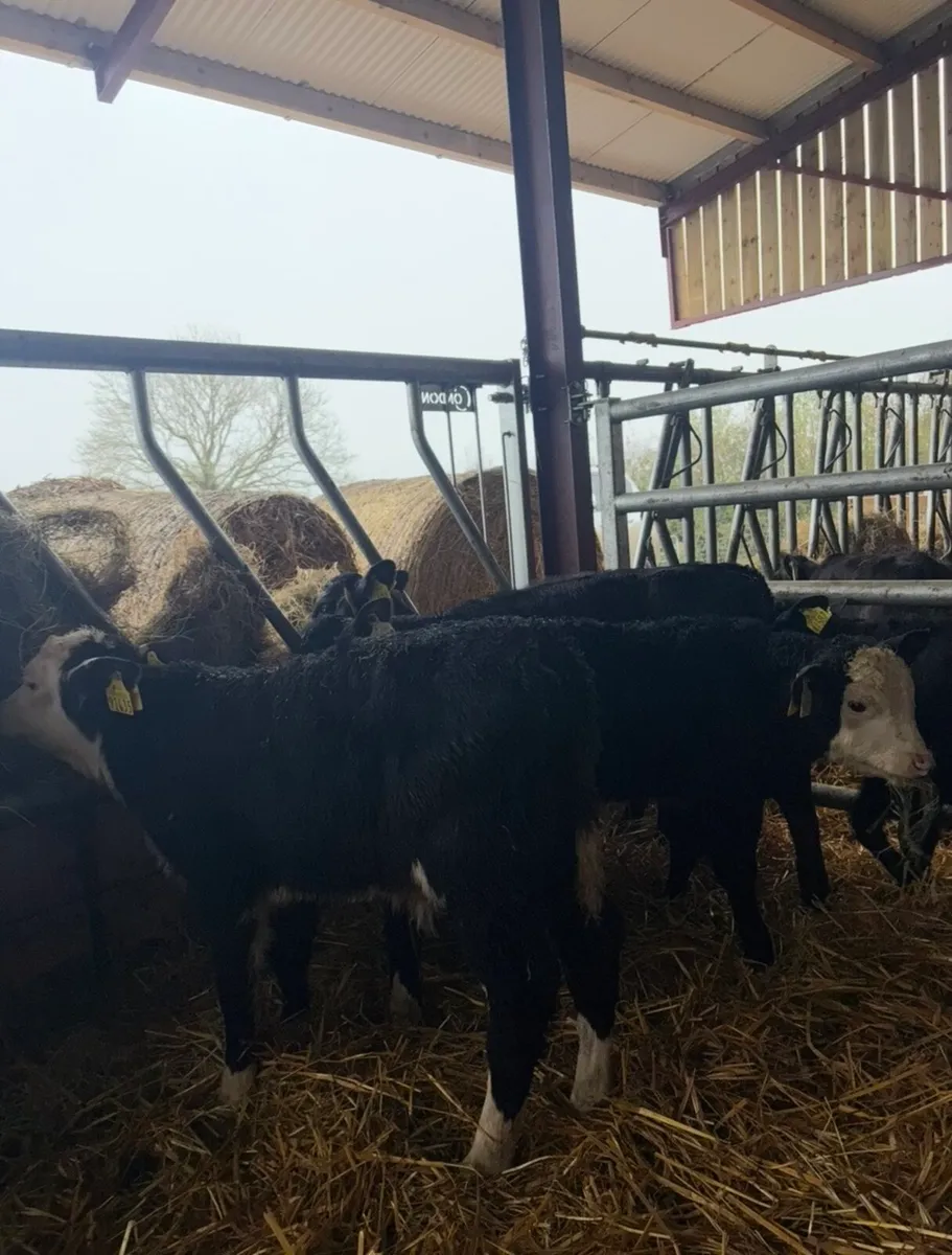 11 bull calves for sale - Image 2
