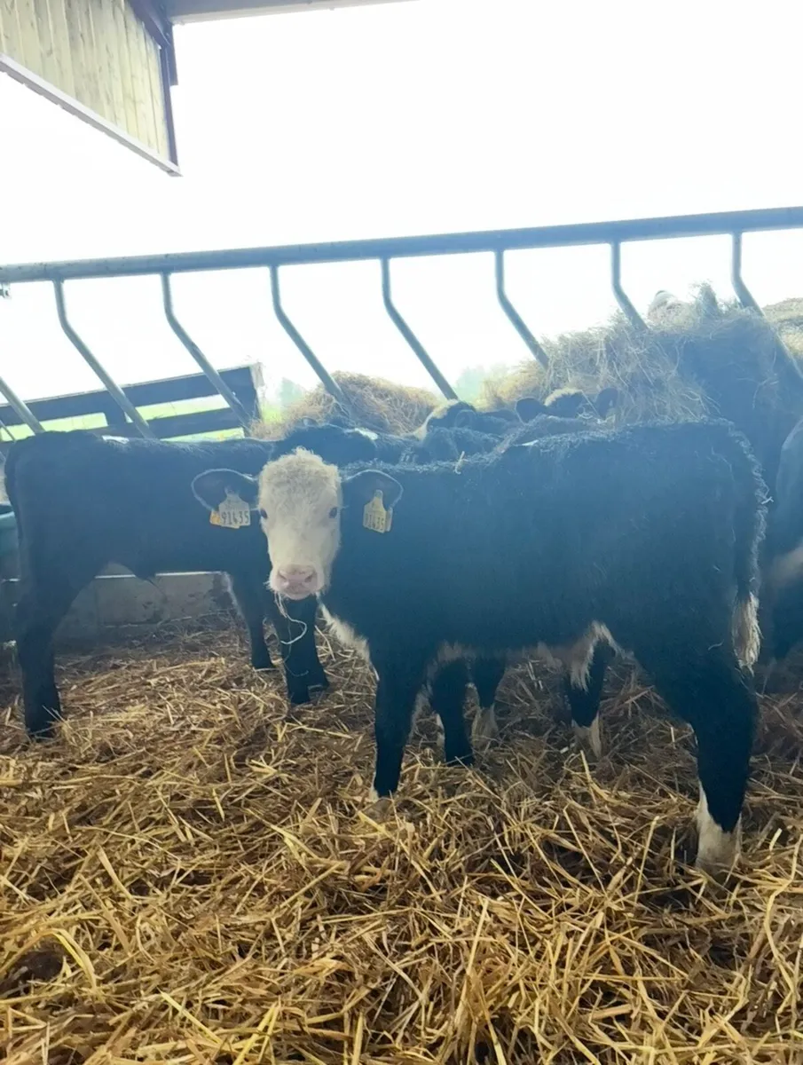 11 bull calves for sale - Image 3