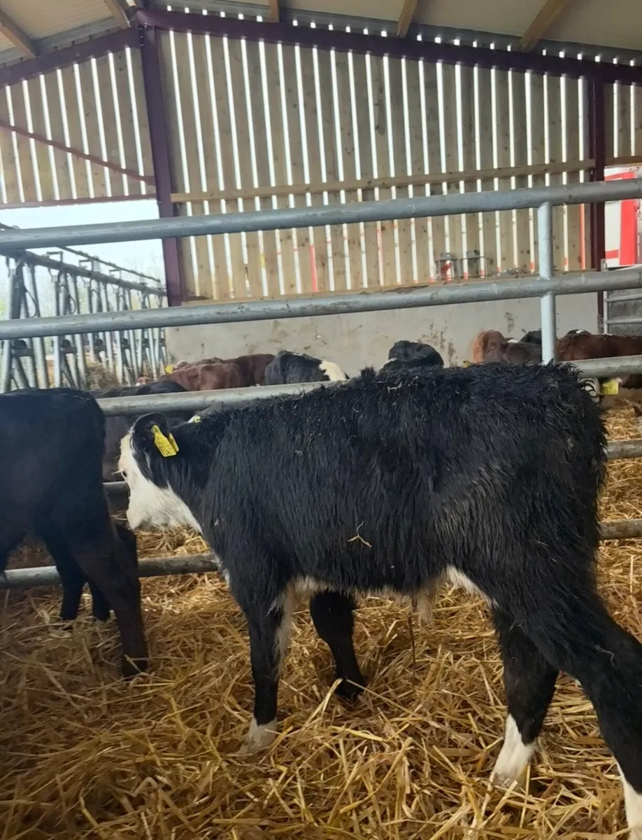 11 bull calves for sale - Image 4