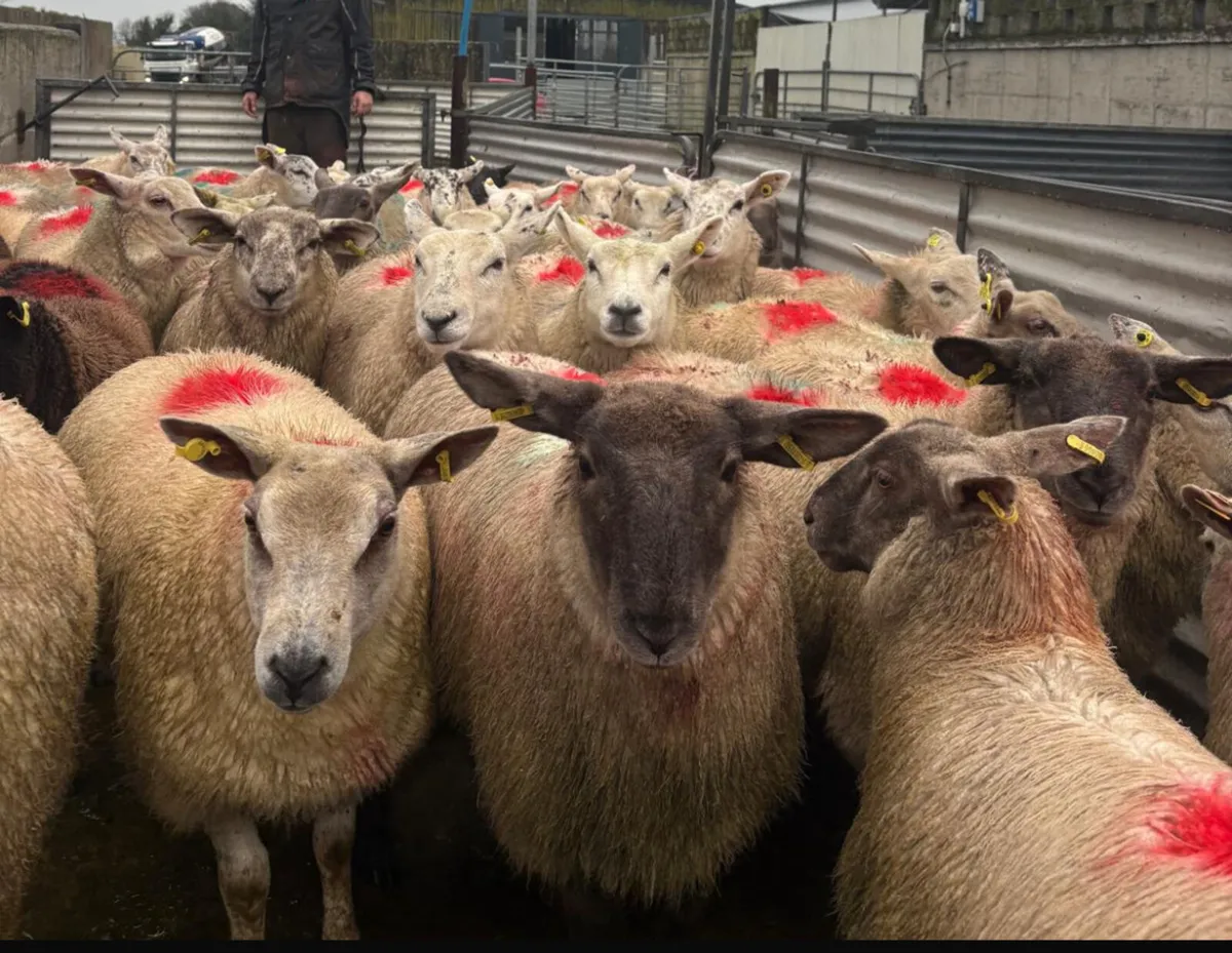 Sheep - Image 1